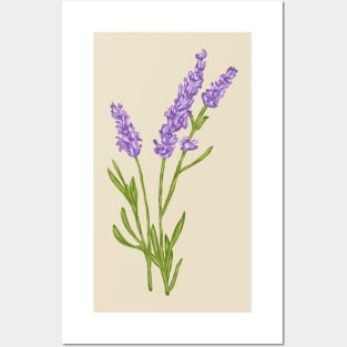 Lavender Botanical Posters and Art